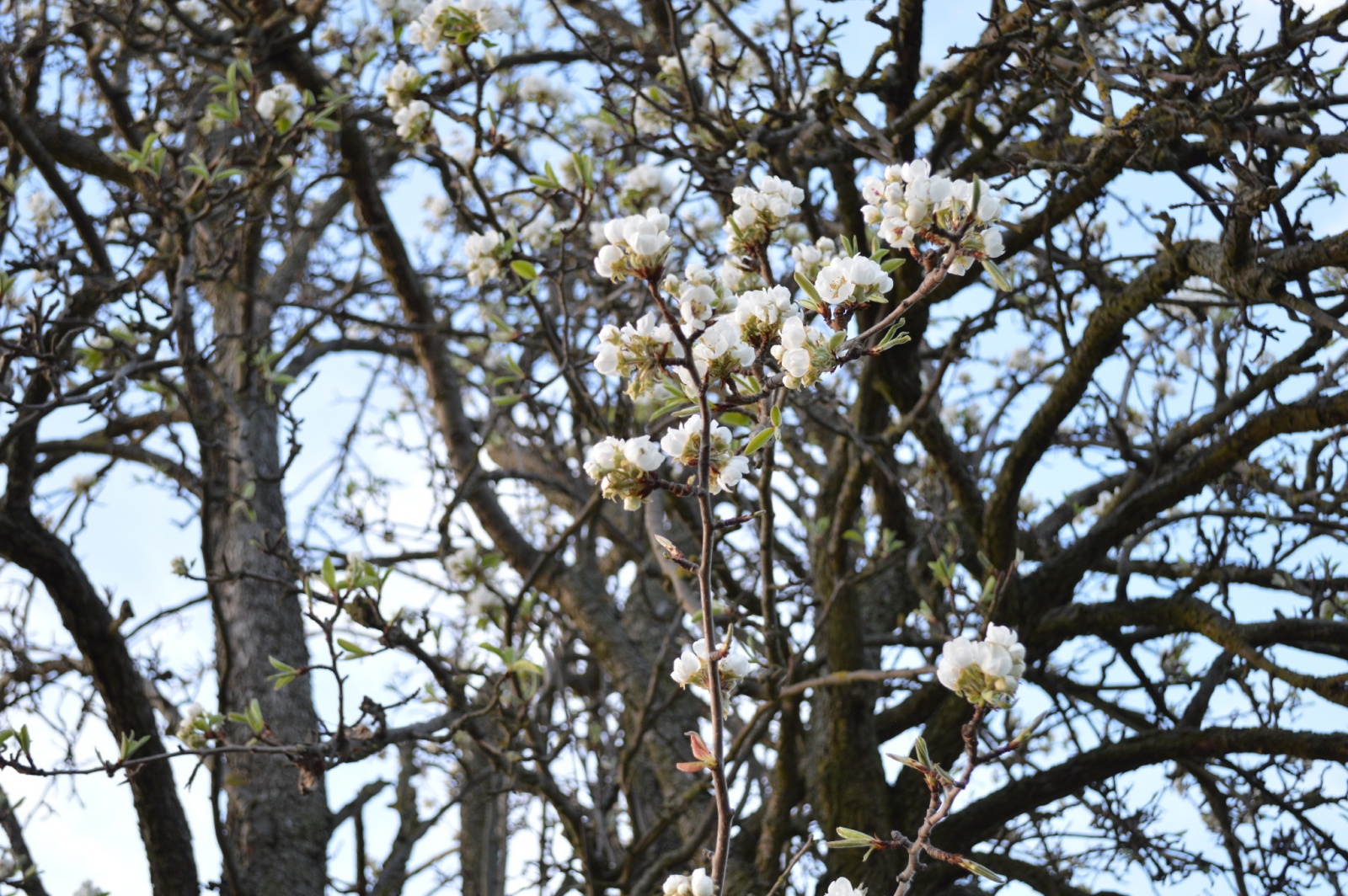 Blütenbaum, Bild: Anke Engelmann